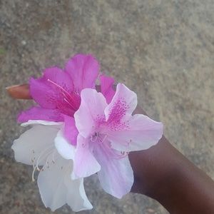 Meet your Posher, Dee